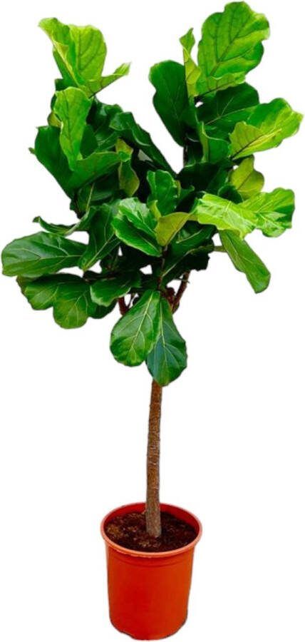 Fiddle-leaf vijgenboom (Ficus Lyrata boom) 160 cm ø30 luchtzuiveraar voor kamers