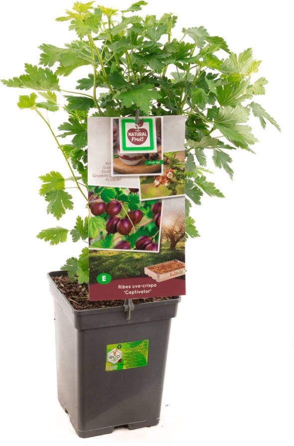 Plantenwinkel.nl Rode kruisbes (ribes uva crispa "Captivator") fruitplanten In 5 liter pot 1 stuks