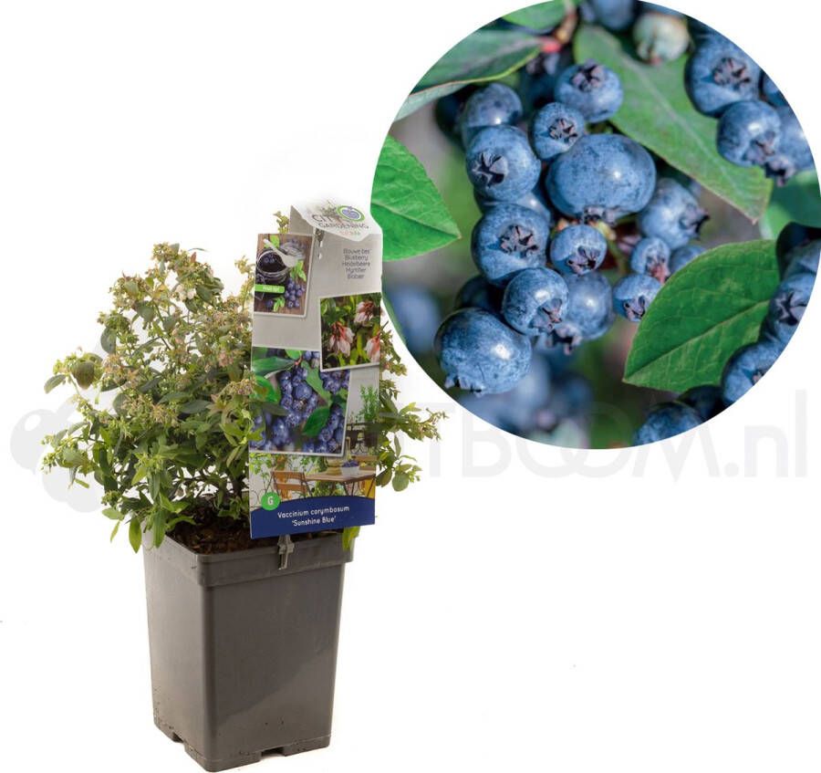 Plantenwinkel.nl Bosbes (vaccinium corymbosum "Sunshine Blue") fruitplanten