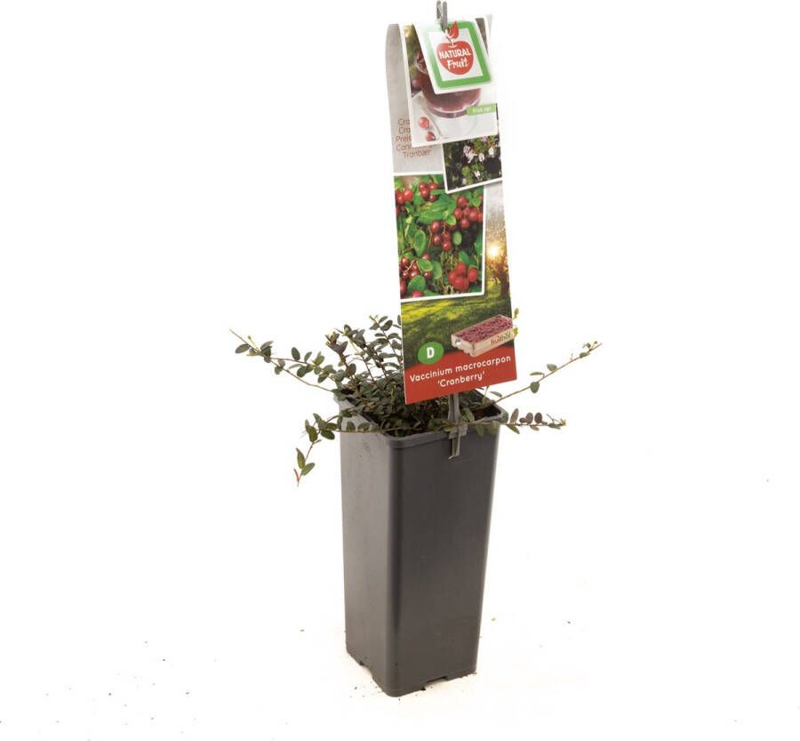 Plantenwinkel.nl Cranberry (vaccinium macrocarpon "Cranberry") fruitplanten