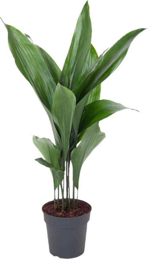Goed & Groen Aspidistra ↨ 80cm Potmaat 19 Exclusieve Kwaliteit Planten Kamer Plant Kamerplanten Sfeer Interieur