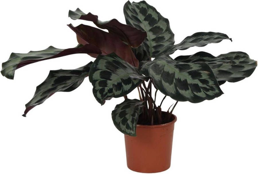 Goed & Groen Calathea Kennedy ↨ 40cm Potmaat 14 Exclusieve Kwaliteit Planten Kamer Plant Kamerplanten Sfeer Interieur
