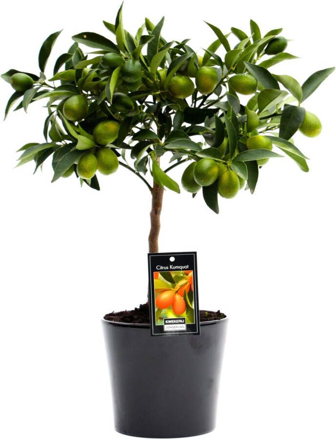 Goed & Groen Citrus Kumquat in Roma keramiek (zwart) ↨ 50cm Potmaat 16 Exclusieve Kwaliteit Planten Kamer Plant Kamerplanten Sfeer Interieur