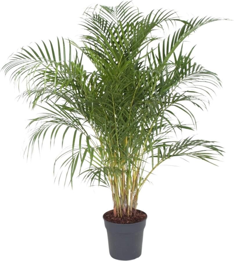 Goed & Groen Dypsis Lutescens (Areca) XL ↨ 140cm Potmaat 27 Exclusieve Kwaliteit Planten Kamer Plant Kamerplanten Sfeer Interieur