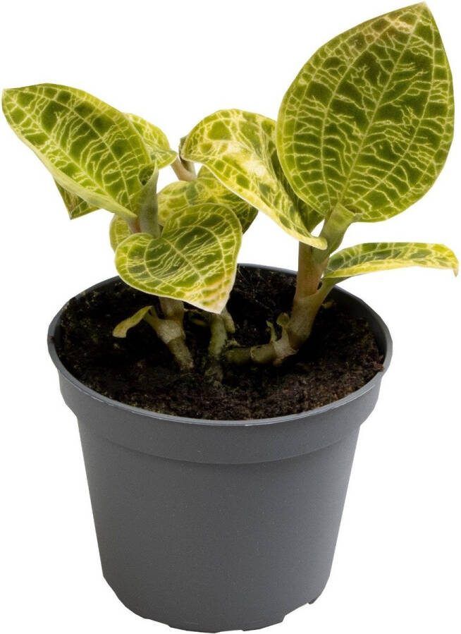 Goed & Groen Macodes Petola ↨ 7cm Potmaat 6 Exclusieve Kwaliteit Planten Kamer Plant Kamerplanten Sfeer Interieur