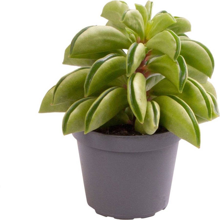 Goed & Groen Peperomia Fire Sparks ↨ 10cm Potmaat 6 Exclusieve Kwaliteit Planten Kamer Plant Kamerplanten Sfeer Interieur