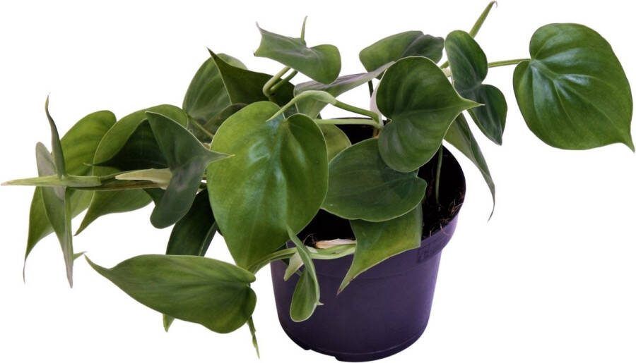 Goed & Groen Philodendron Scandens ↨ 20cm Potmaat 12 Exclusieve Kwaliteit Planten Kamer Plant Kamerplanten Sfeer Interieur