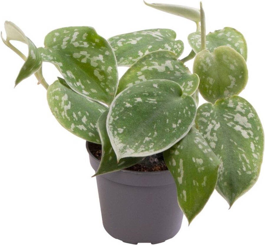 Goed & Groen Philodendron Scandens Pictus ↨ 12cm Potmaat 6 Exclusieve Kwaliteit Planten Kamer Plant Kamerplanten Sfeer Interieur