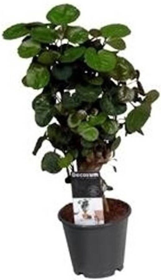 Goed & Groen Polyscias 'Fabian' ↨ 40cm Potmaat 12 Exclusieve Kwaliteit Planten Kamer Plant Kamerplanten Sfeer Interieur