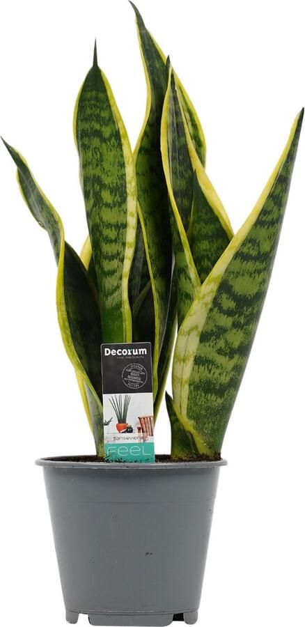 Goed & Groen Sansevieria Superba ↨ 35cm Potmaat 12 Exclusieve Kwaliteit Planten Kamer Plant Kamerplanten Sfeer Interieur