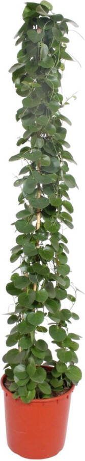 Groenblijvende klimplant binnen Cissus rotundifolia piramide variant 180 cm hoog ø34 potmaat
