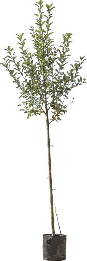 Grote appelboom Elstar Malus domestica Elstar 350 cm