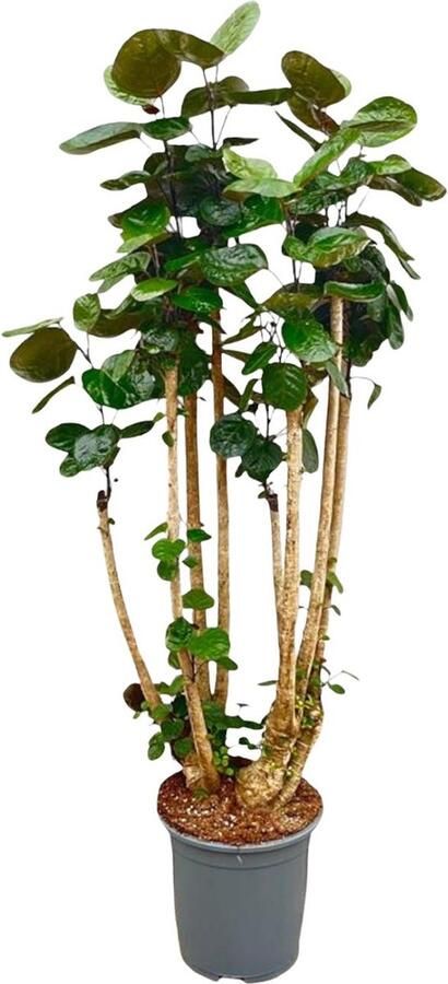 Grote variant Polyscias scutellaria (Polysicas Fabian) Goede luchtzuiveraar voor binnenruimtes 160 cm hoog ⌀27