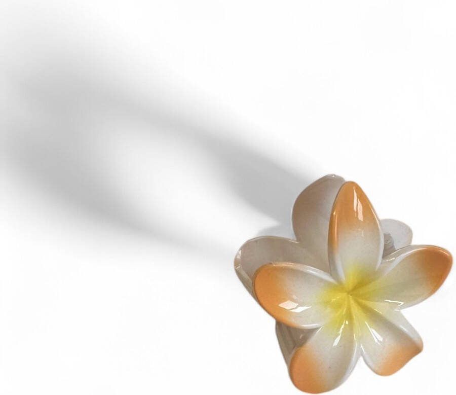 Haarklem bloem Oranje en geel