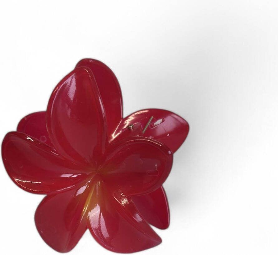 Haarklem bloem Rood