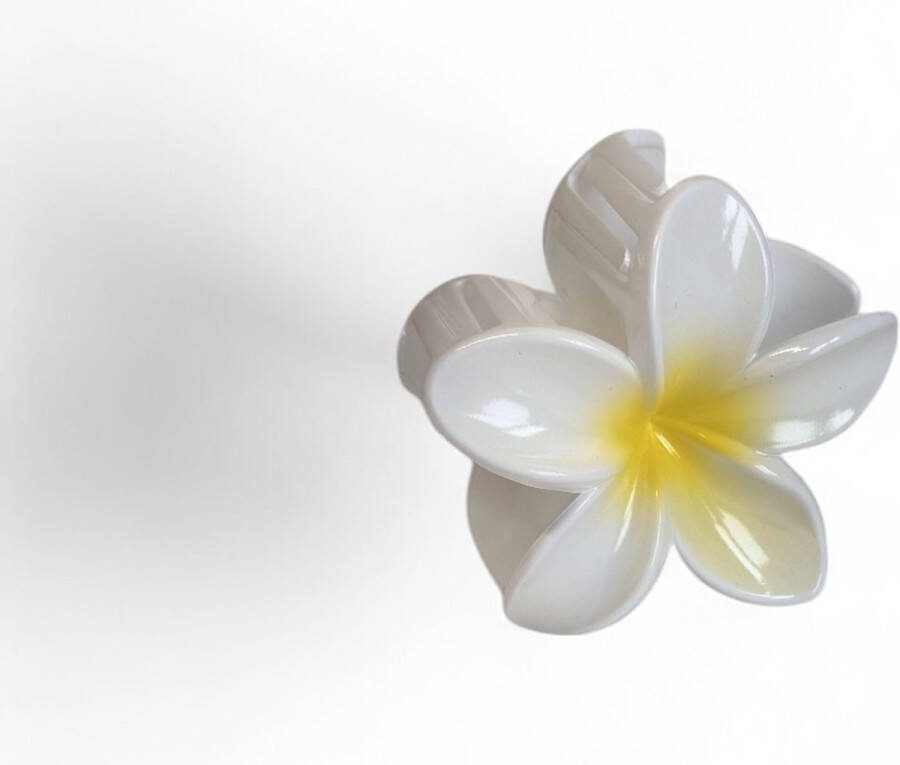 Haarklem bloem Wit en geel