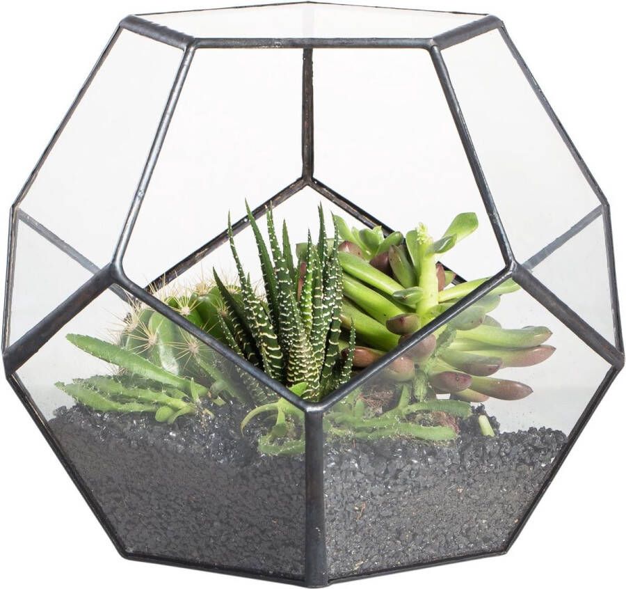 Handgemaakte bloempot transparant vijfhoekig doodekeder glas terrarium ook voor vetplanten kleurloos zwart (zonder planten)