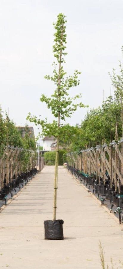 Japanse notenboom Ginkgo biloba h 450 cm st. omtrek 16 cm