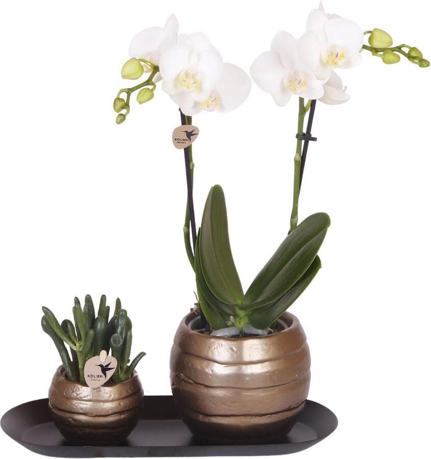 Kado-Tip! Kamerplantenset Orchidee Amabilis +Succulent op smalle dienblad Kleur Wit-Groen