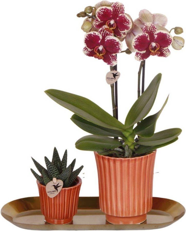Kado-Tip! Kamerplantenset Phalaenopsis Orchidee + Succulent in Retro terracotta pot op een gouden smalle dienblad Kleur Geel-Rode