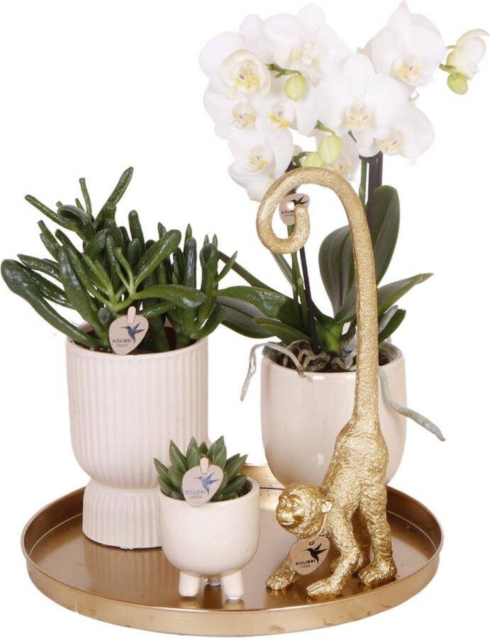 Kado Tip! Planten Set Luxury Living Sneeuwwitte Orchidee Ø9cm Groene Succulent Ø6cm Decoratief Ornament Travertine Potten Dienblad
