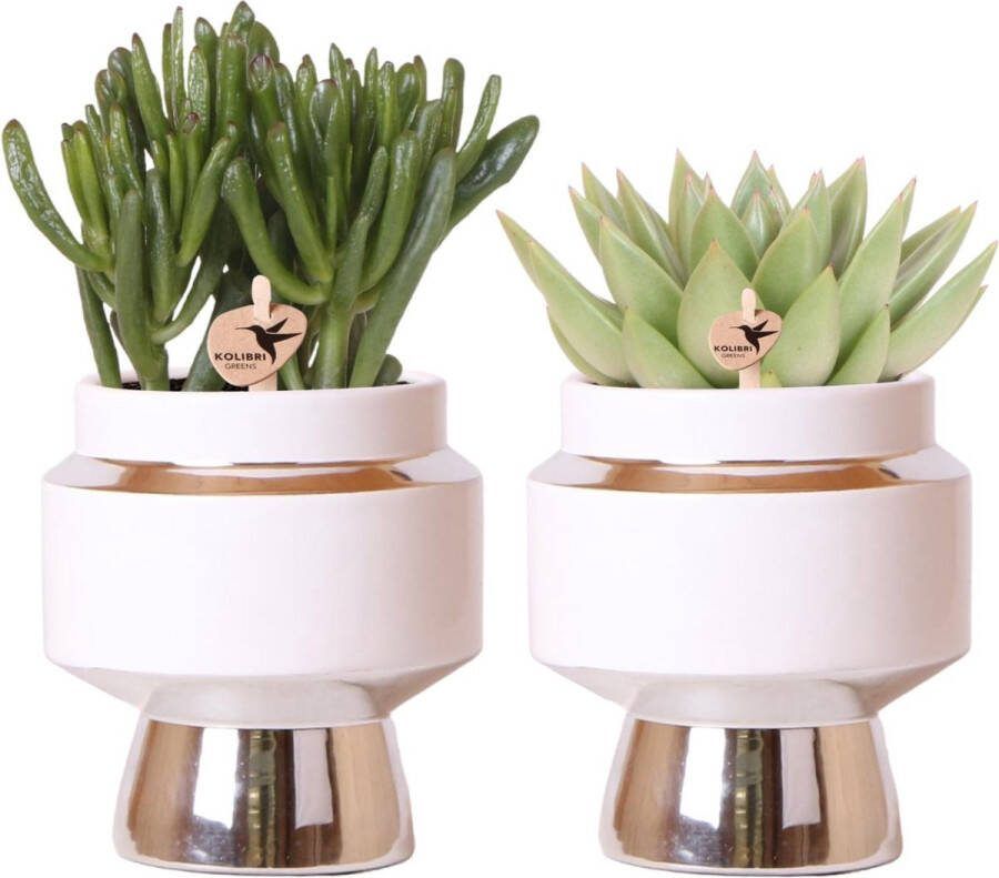 KadoSet! 2 Succulnten in Sierpot Vetplant Kamerant Terrasplant Balkonplant Kolibri Greens Succulenten set van 2 planten in zilveren Le Chic sierpotten keramiek potmaat Ø9cm