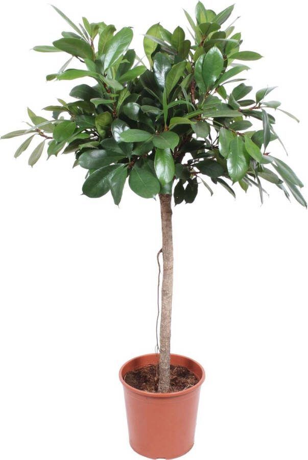 Kamerplant Ficus Cyathistipula van 1.5 meter hoog met donkergroene bladeren ø30