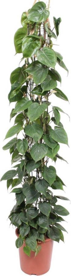 Kamerplant op gaasrek met hartvormige bladeren klimplant Philodendron Scandens 160 cm hoog ø27