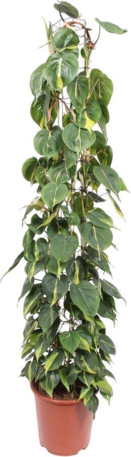 Kamerplant Philodendron Scandens Brasil op gaasrek 1.6 meter hoog 27 cm potdiameter