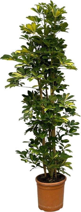 Kamerplant Schefflera Gold Capella hoogte ca. 160 cm Ø30cm plant voor binnen