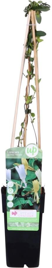 Kamperfoelie Kleur Wit met Geel en Creme Geurende Bloemen Klimplant Lonicera japonica Halliana ↨65cm Ø15