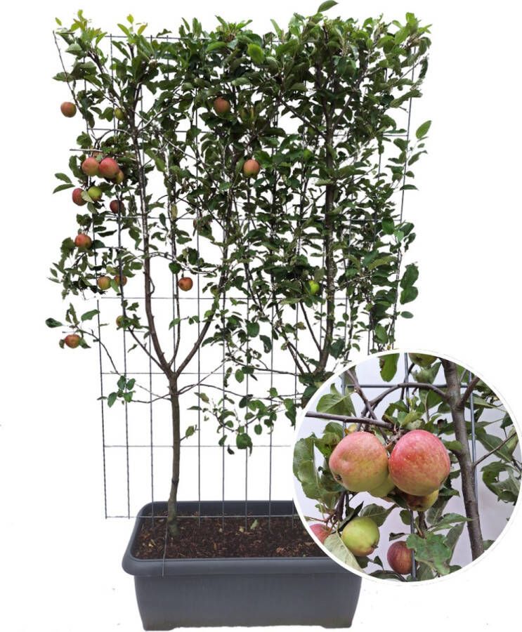 Kant-en-Klaar Appelhaag Elstar Fruitboom Malus Domestica Elstar 120 x 120 x 180 cm