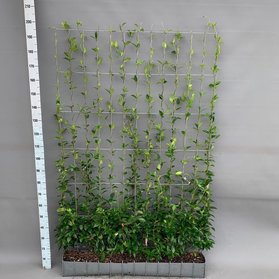 Kant en klare Haag van Toscaanse Jasmijn Klimplant Kleur Wit Trachelospermum Kant-en-Klaar Haag 120 x 20 x 180 cm