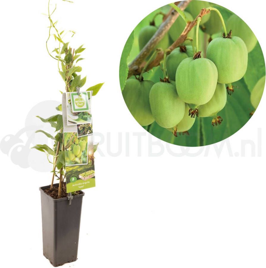 Fruithof Kiwi plant Actinidia arguta Issai zelfbestuivende mini kiwi kleinfruit zelf fruit kweken fruitstruik