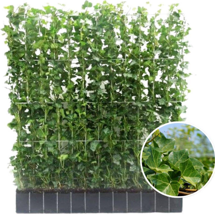 Klimop-Haag klimplant Kleur Groen Hedera Hibernica 120cm ↨120 cm