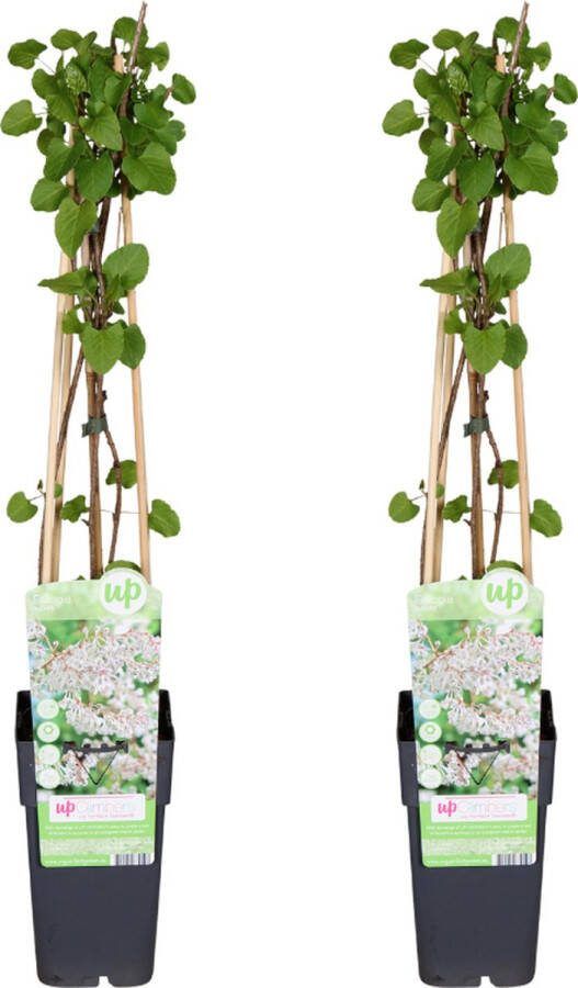 Klimplant Bruidssluier of Russische Wingerd 2 stuks Ø15cm 65cm (Fallopia baldschuanica)