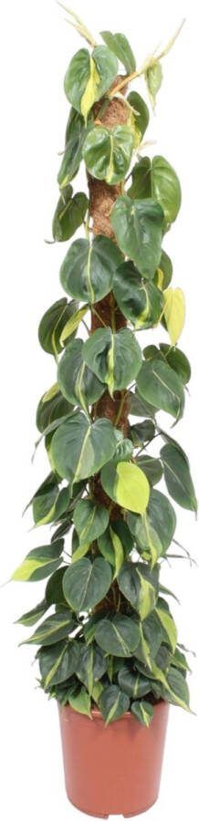 Klimplant Philodendron Scandens Brasil op mosstok 150 cm hoog 27 cm potdiameter