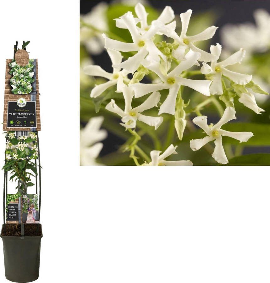 Klimplant Trachelospermum jasminoides(toscaanse jasmijn) 120