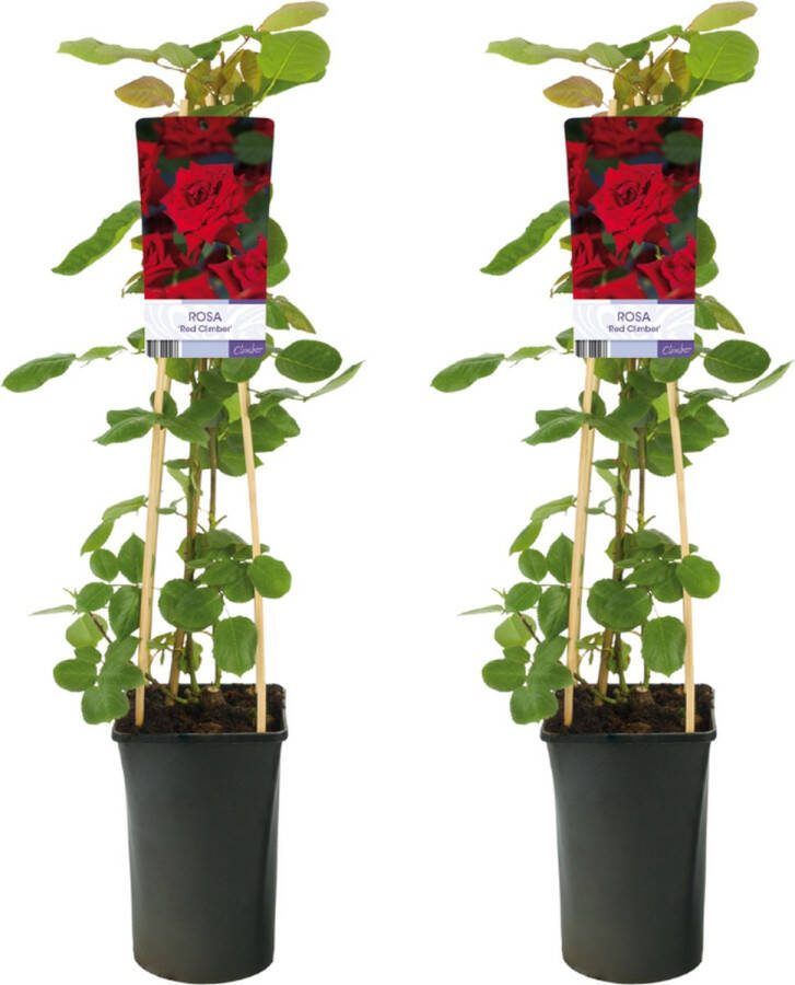 Klimroos Kleur Rood 2 stuks Klimplant Tuinplant Terrasplant Balkonplant