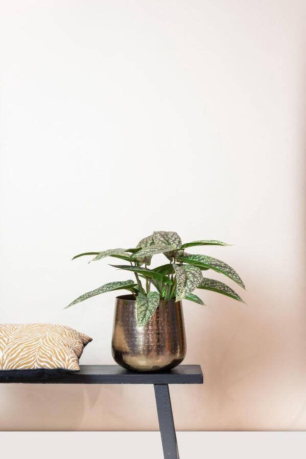 Kunstplant Calathea Dots Schaduwplant 38 cm
