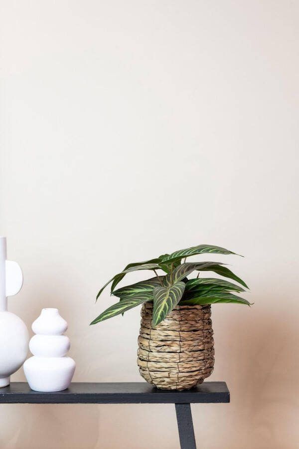 Kunstplant Calathea Zebrina Schaduwplant 38 cm