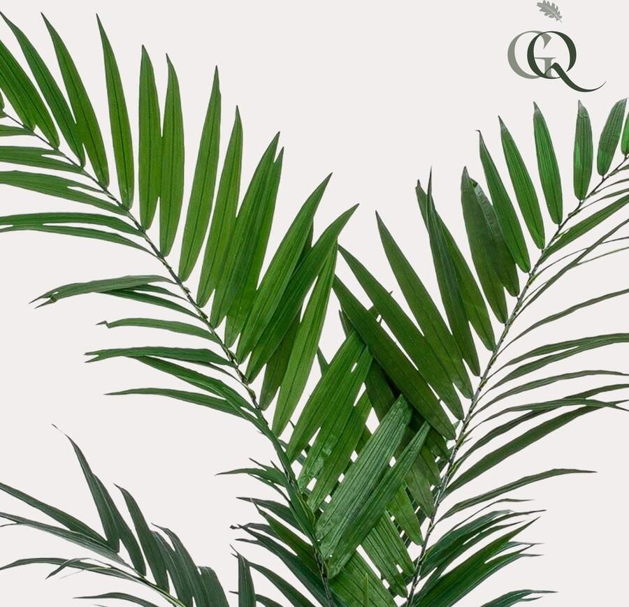 Kunstplant Kentia -Kentiapalm 150cm