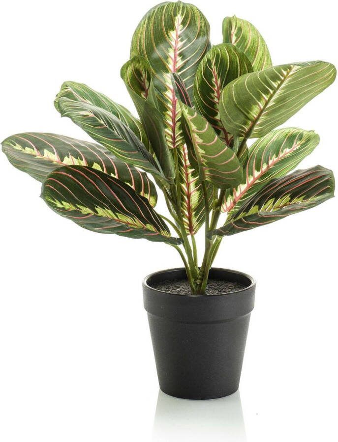 Kunstplant Marantha Fascinator 10 gebodenplant 30 cm