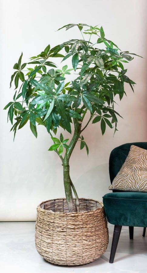 Kunstplant Pachira Aquatica Geldboom 180 cm
