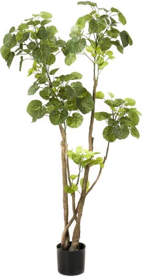 Kunstplant Polyscias Aralia 140 cm