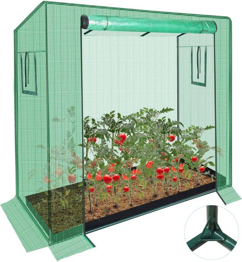 Kweekkas Tomatenkas Tomatenserre Tomaten Kweekkas Foliekas Kweektent