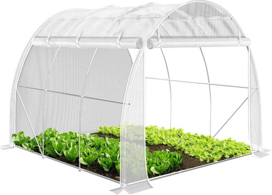 Kweekkas Tomatenkas Tomatenserre Tomaten Kweekkas Foliekas Kweektent