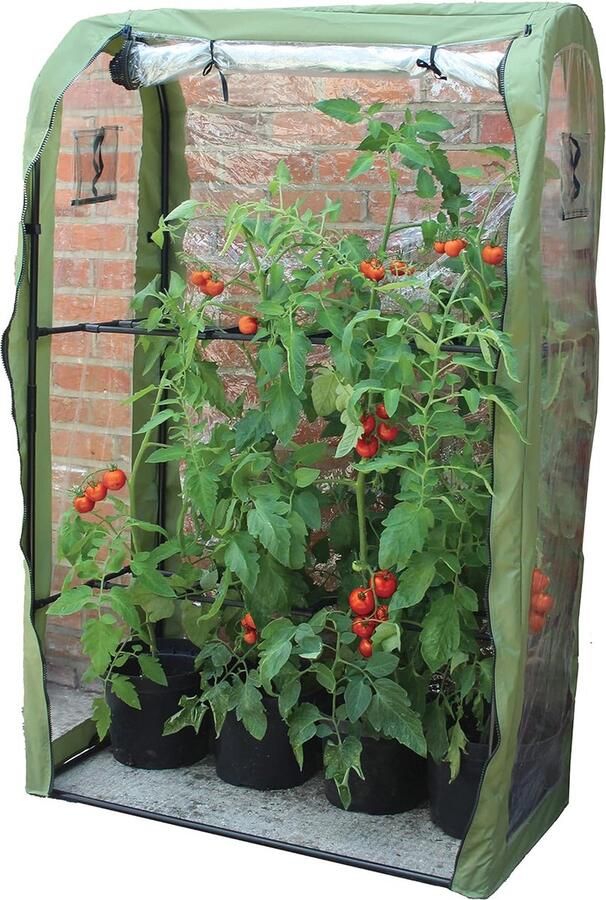 Kweekkas Tomatenkas Tomatenserre Tomaten Kweekkas Foliekas Kweektent