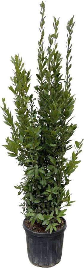 Laurier struik (Laurus Nobilis) ongeveer 180 cm hoog buitenplant