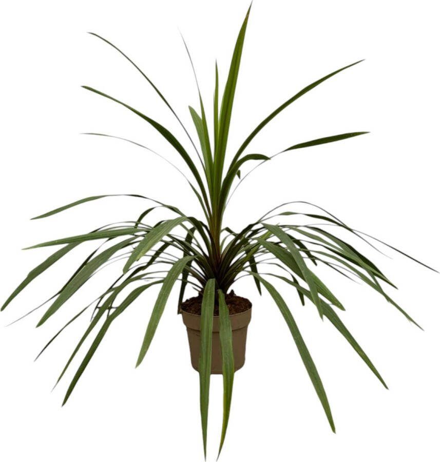 Makkelijk onderhoudbare tuinplant Cordyline Peko 90 cm hoge koolplant Ø24 cm